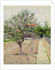Apple Tree in Blossom, c.1885 by Gustave Caillebotte