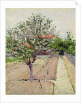 Apple Tree in Blossom, c.1885 by Gustave Caillebotte