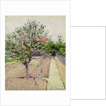 Apple Tree in Blossom, c.1885 by Gustave Caillebotte