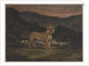 Standing Lioness by Antoine Louis Barye