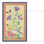 Finch, Poppies, Dragonfly and Bee, c.1650-70 by Indian School