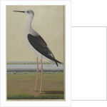 Water Bird in a Landscape, c.1780 by Indian School