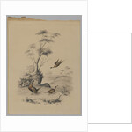 Three Pheasants, 1873 by James Ryder van Brunt