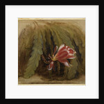 Cactus in Blossom, 1857 by William Sidney Mount