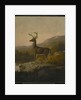 Deer, 1855 by Thomas Hewes Hinckley