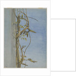Wisteria on a Wall, 1870s by Fidelia Bridges