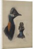 Casuarius Westerman, 1873 by John Gould