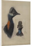 Casuarius Westerman, 1873 by John Gould