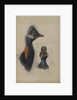 Casuarius Westerman, 1873 by John Gould