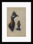 Casuarius Westerman, 1873 by John Gould