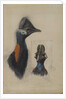 Casuarius Westerman, 1873 by John Gould