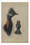 Casuarius Westerman, 1873 by John Gould