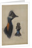 Casuarius Westerman, 1873 by John Gould