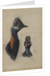 Casuarius Westerman, 1873 by John Gould