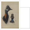Casuarius Westerman, 1873 by John Gould
