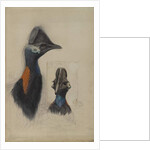 Casuarius Westerman, 1873 by John Gould