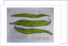 Runner Beans, 2013 by Sarah Thompson-Engels