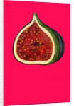 Fig, 2009 by Sarah Thompson-Engels
