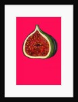 Fig, 2009 by Sarah Thompson-Engels