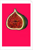 Fig, 2009 by Sarah Thompson-Engels