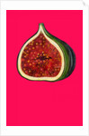 Fig, 2009 by Sarah Thompson-Engels