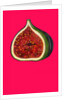 Fig, 2009 by Sarah Thompson-Engels