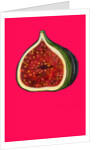 Fig, 2009 by Sarah Thompson-Engels