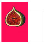 Fig, 2009 by Sarah Thompson-Engels