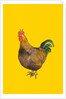 Cockerel, 2006 by Sarah Thompson-Engels