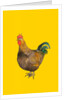 Cockerel, 2006 by Sarah Thompson-Engels