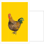 Cockerel, 2006 by Sarah Thompson-Engels