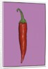 Chilli pepper purple,2004 by Sarah Thompson-Engels