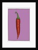 Chilli pepper purple,2004 by Sarah Thompson-Engels