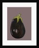 Aubergine, 2003 by Sarah Thompson-Engels