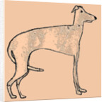 Skinny dog, 2016 by Sarah Thompson-Engels