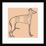 Skinny dog, 2016 by Sarah Thompson-Engels