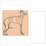 Skinny dog, 2016 by Sarah Thompson-Engels