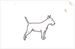 Bull terrier, 2018 by Sarah Thompson-Engels