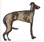 Lurcher, 2018 by Sarah Thompson-Engels