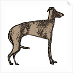 Lurcher, 2018 by Sarah Thompson-Engels