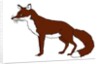 Fox, 2018 by Sarah Thompson-Engels