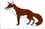 Fox, 2018 by Sarah Thompson-Engels