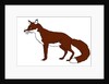 Fox, 2018 by Sarah Thompson-Engels