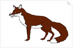 Fox, 2018 by Sarah Thompson-Engels