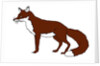 Fox, 2018 by Sarah Thompson-Engels