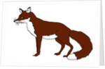 Fox, 2018 by Sarah Thompson-Engels