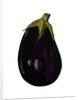 Purple aubergine by Sarah Thompson-Engels