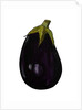 Purple aubergine by Sarah Thompson-Engels