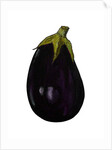 Purple aubergine by Sarah Thompson-Engels