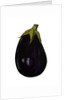 Purple aubergine by Sarah Thompson-Engels